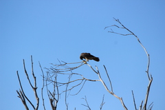 Falco peregrinus anatum