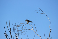 Falco peregrinus anatum