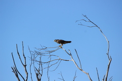 Falco peregrinus anatum