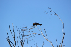 Falco peregrinus anatum