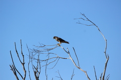 Falco peregrinus anatum