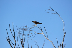 Falco peregrinus anatum