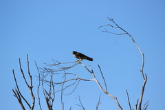 Falco peregrinus anatum