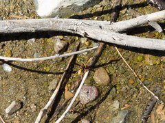 Polistes comanchus navajoe
