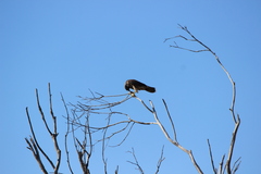 Falco peregrinus anatum