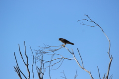 Falco peregrinus anatum