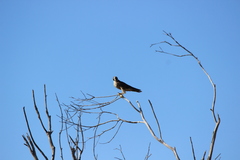 Falco peregrinus anatum