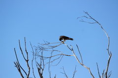 Falco peregrinus anatum