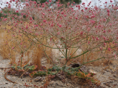 Eriogonum thurberi
