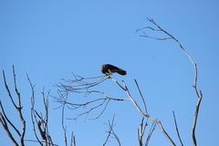 Falco peregrinus anatum