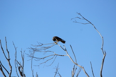 Falco peregrinus anatum