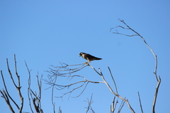 Falco peregrinus anatum