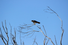 Falco peregrinus anatum