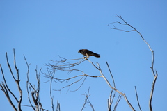 Falco peregrinus anatum