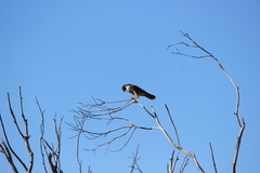 Falco peregrinus anatum