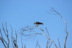 Falco peregrinus anatum