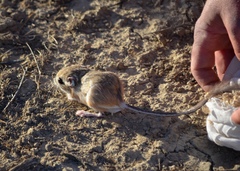 Dipodomys nitratoides nitratoides