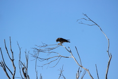 Falco peregrinus anatum