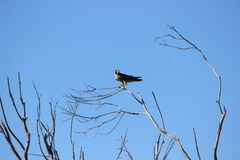 Falco peregrinus anatum