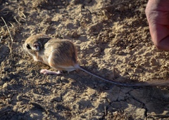 Dipodomys nitratoides nitratoides