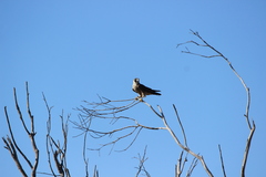 Falco peregrinus anatum