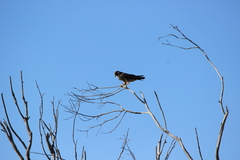 Falco peregrinus anatum