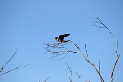 Falco peregrinus anatum