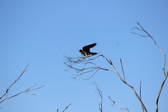 Falco peregrinus anatum