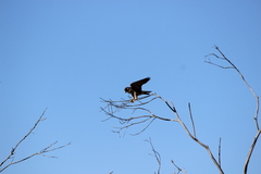 Falco peregrinus anatum