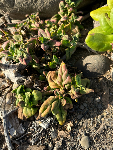 Tetragonia tetragonoides observed 2025-06-14
