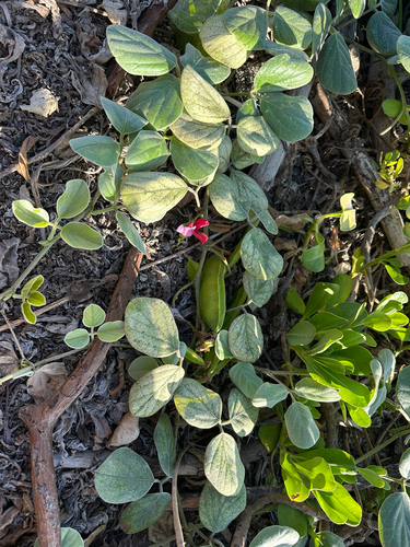 Canavalia sericea observed 2025-06-14