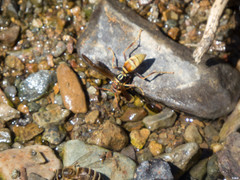 Polistes comanchus navajoe