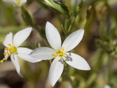 Zeltnera calycosa