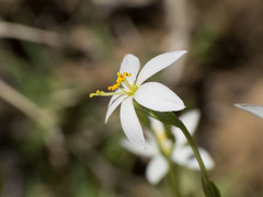 Zeltnera calycosa