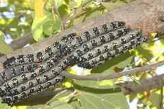 Arsenura polyodonta