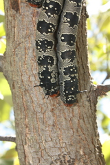 Arsenura polyodonta