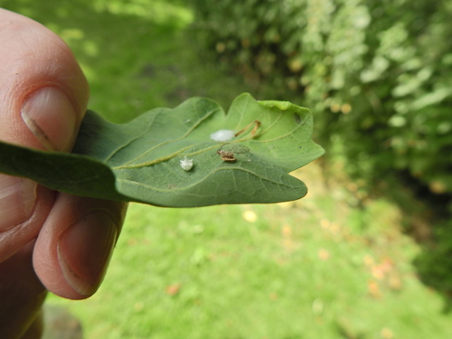 Braconid wasp