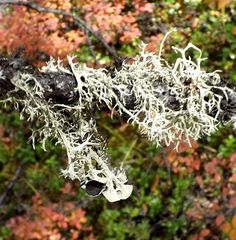 Evernia esorediosa