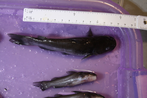 Lerma catfish (Ictalurus dugesii) — Ictaluridae — 3