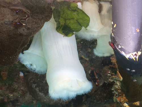 Giant Plumose Anemone, photo 2 of 10