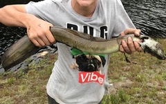 African Longfin Eel photo 4