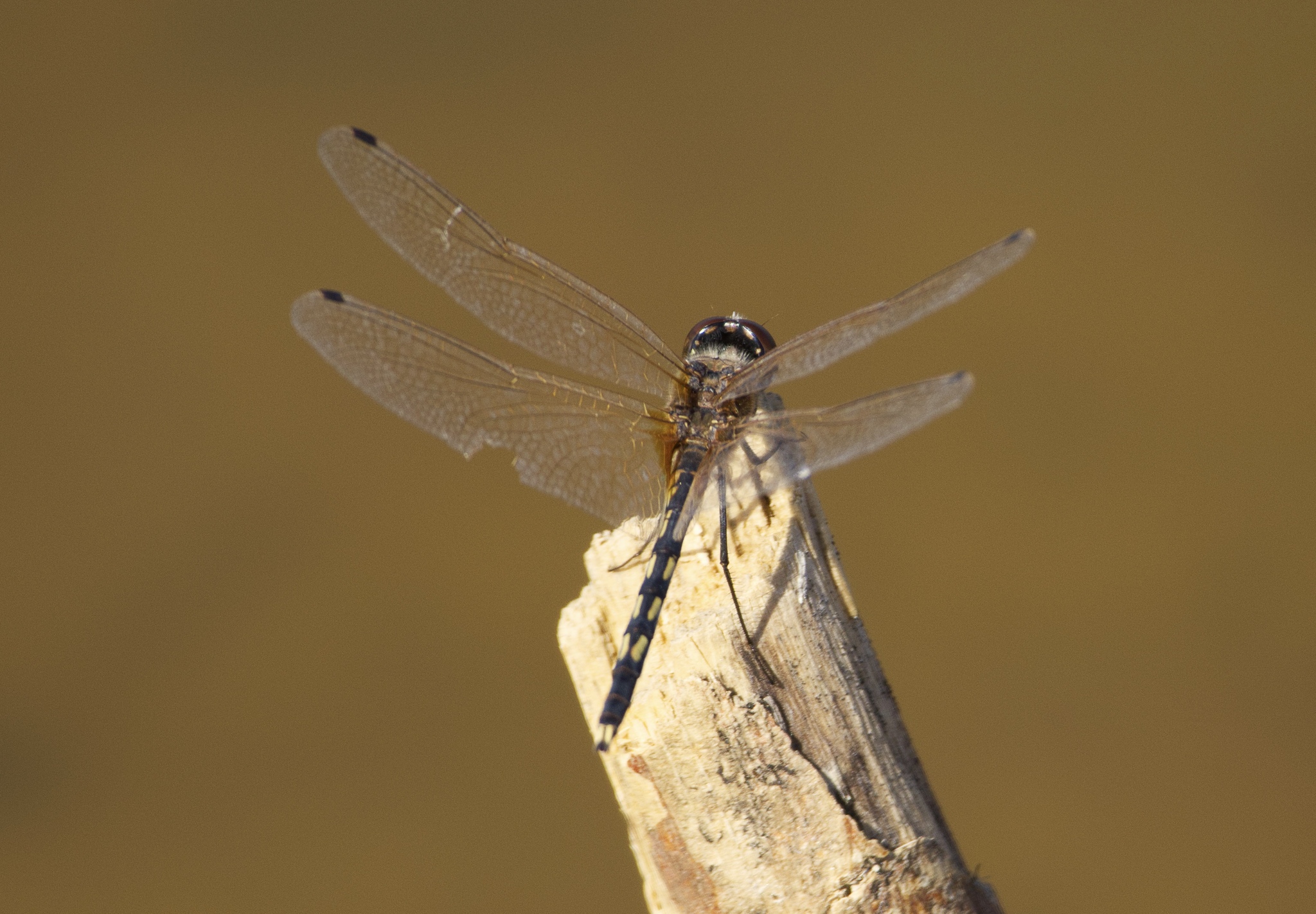 Long-Legged Marsh Glider