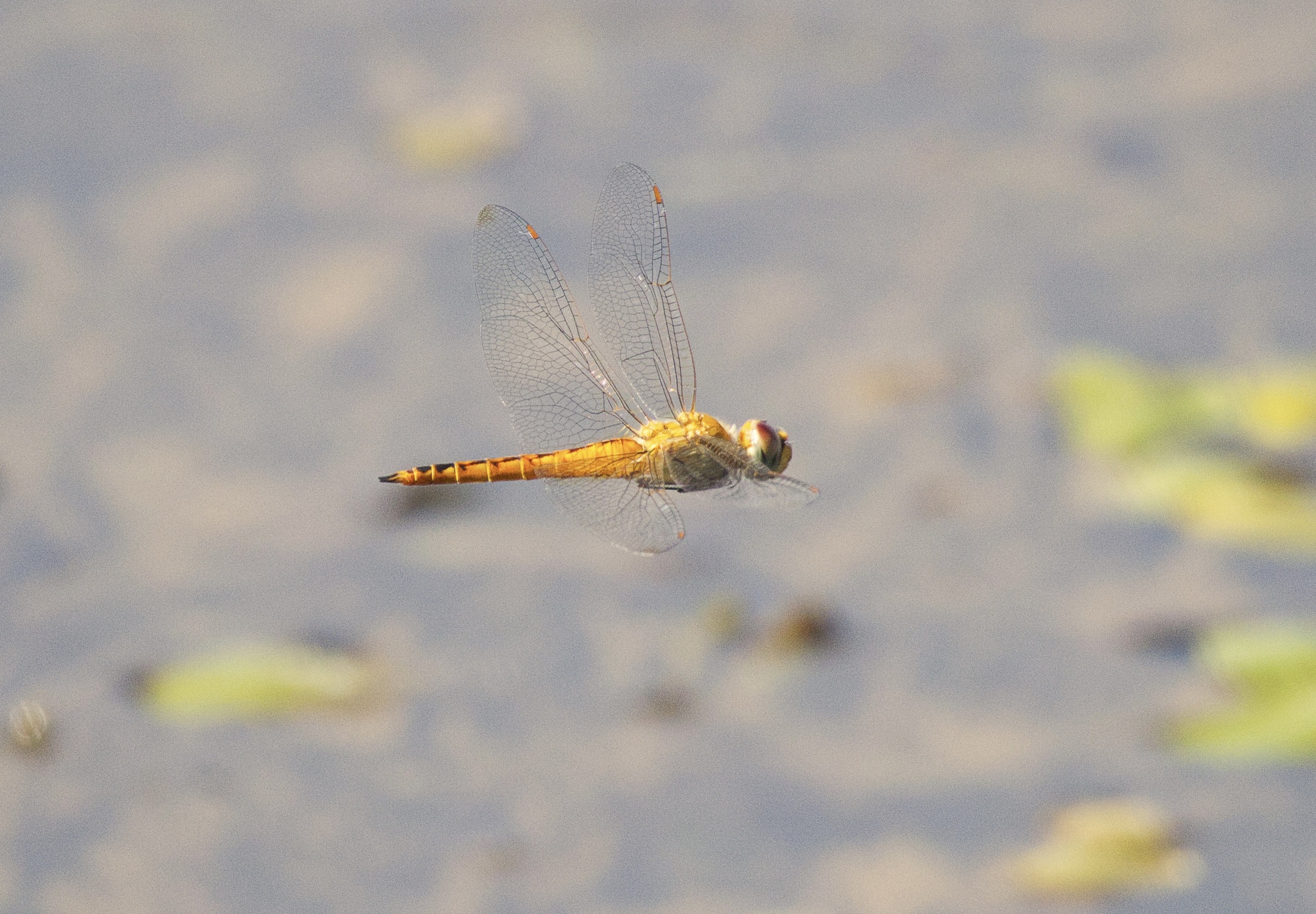 Globe Skimmer