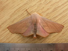 Monoctenia smerintharia