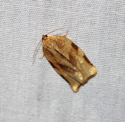 Broken-banded Leafroller Moth photo 5