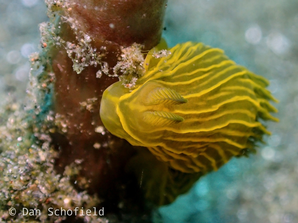 Gymnodoris feyae