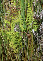 Thelypteris confluens