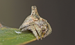 Dolophones turrigera