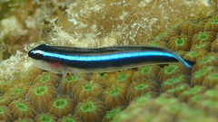 Elacatinus lobeli