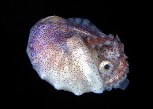 Brown Argonaut